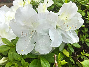 Rhododendron albiflorum photo